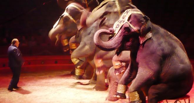 Colombia Circus Animals banned