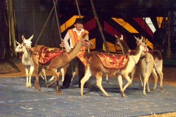 Colombia Circus Animals banned