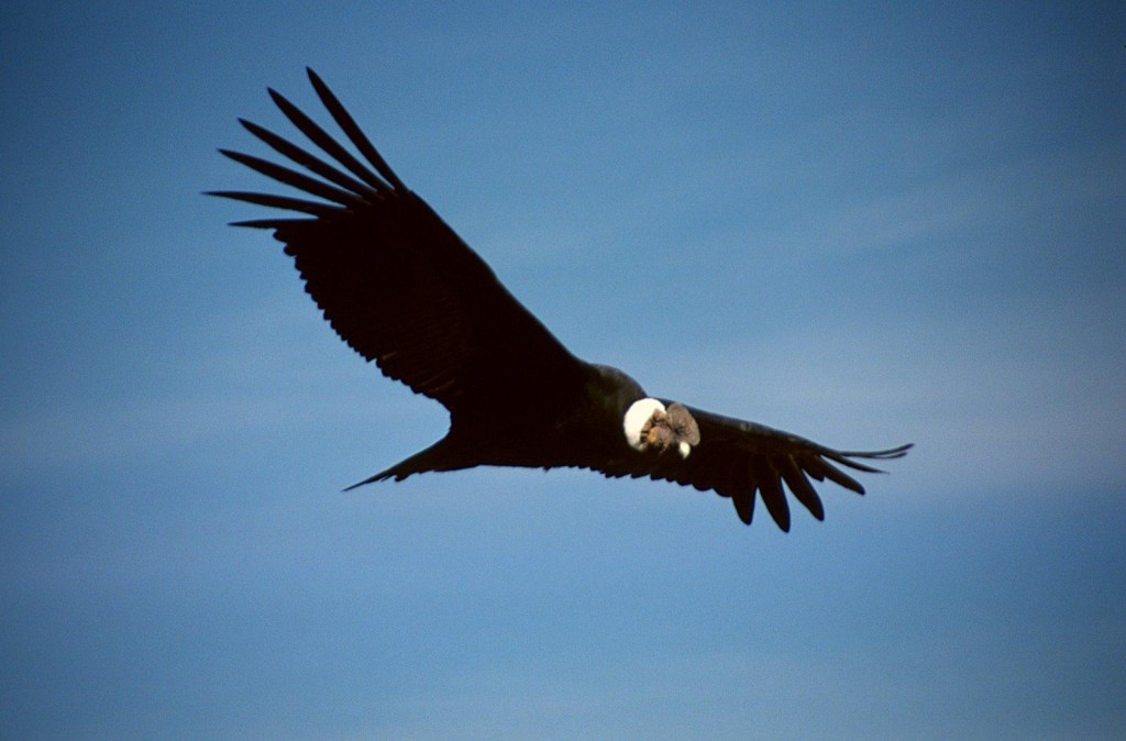 Is This The Most Majestic Bird Meet Colombias National Bird Harpy Eagles Majesty - efh9f6y