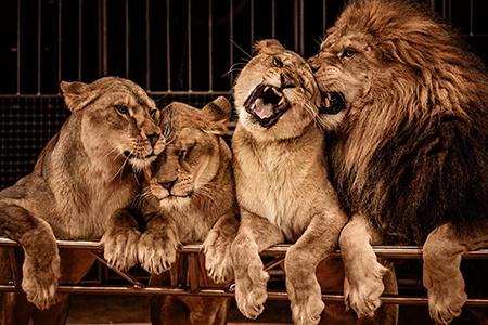 Colombia Prohibits the use of Circus Animals